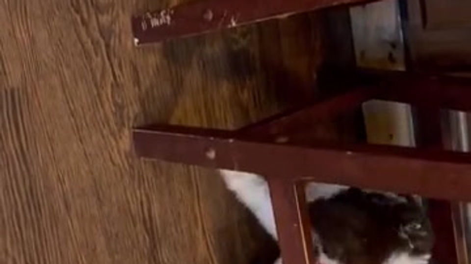 Puppy Talk